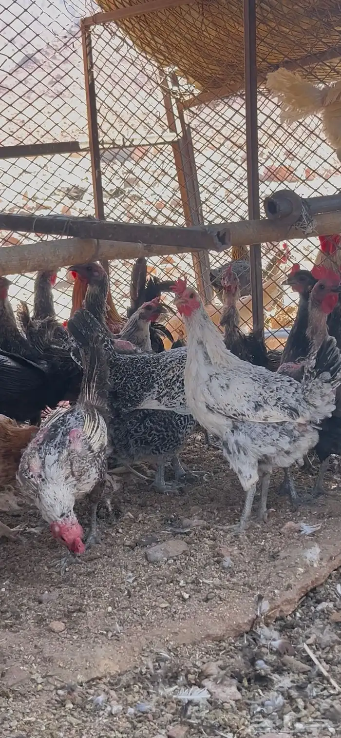 دجاج وديوك للبيع 2