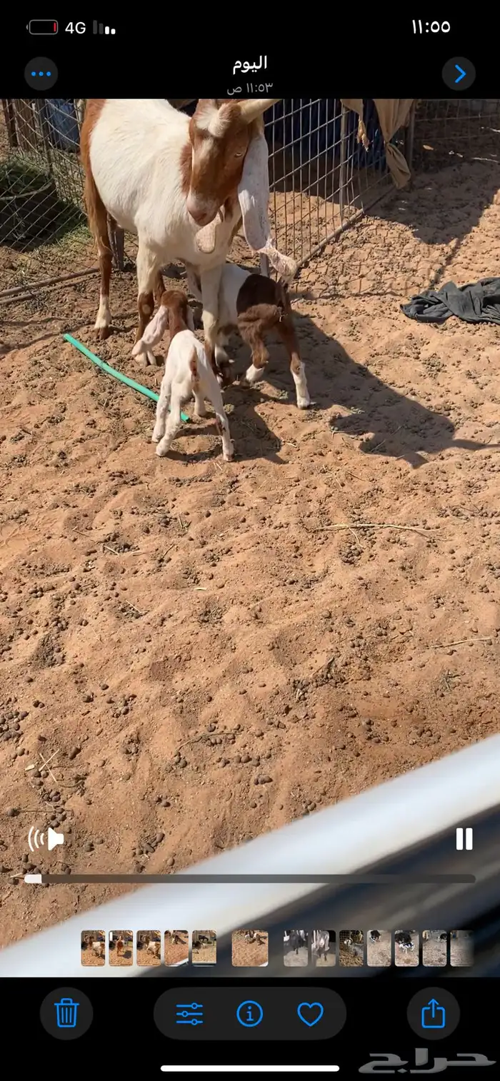 عنز معها تيسين 2