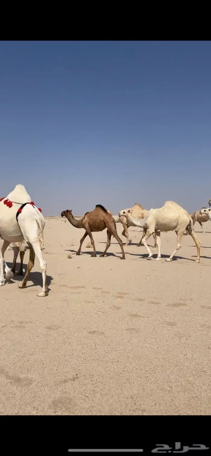 ابل وضح بمعداتها ورحولها 3