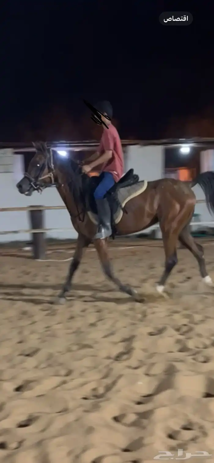 خيل عربي اصيل 1