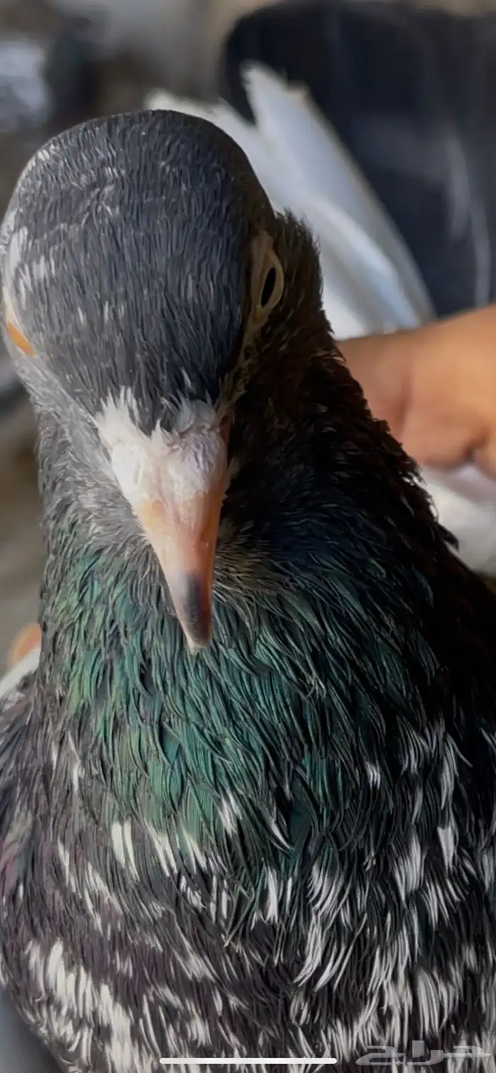 حمام بكستاني 15