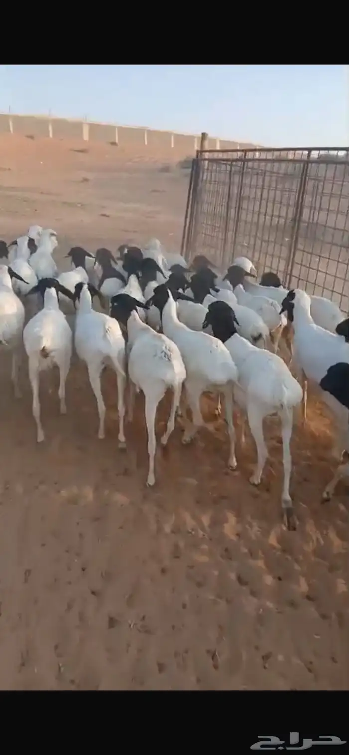 غنم برابر 1