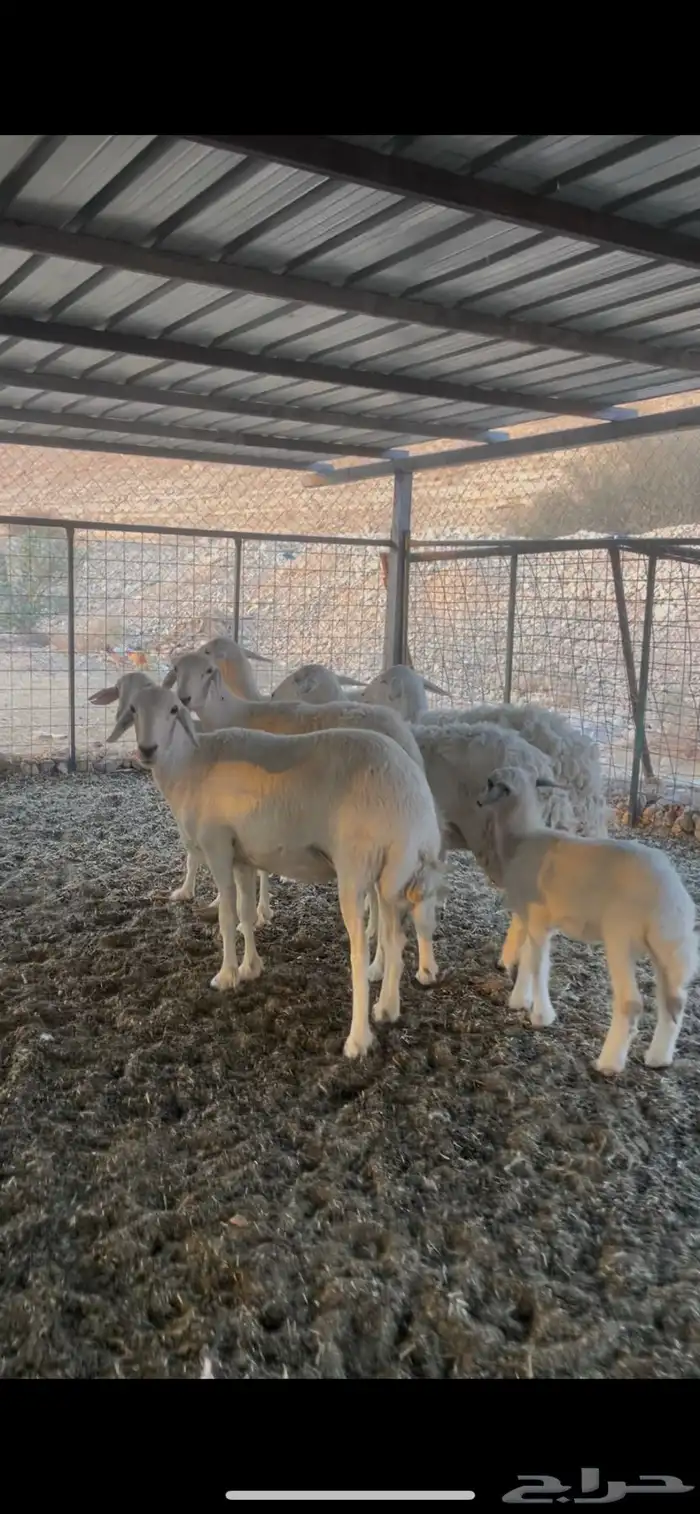 شياة حريات ثنوات وربع ووحده متبع 0