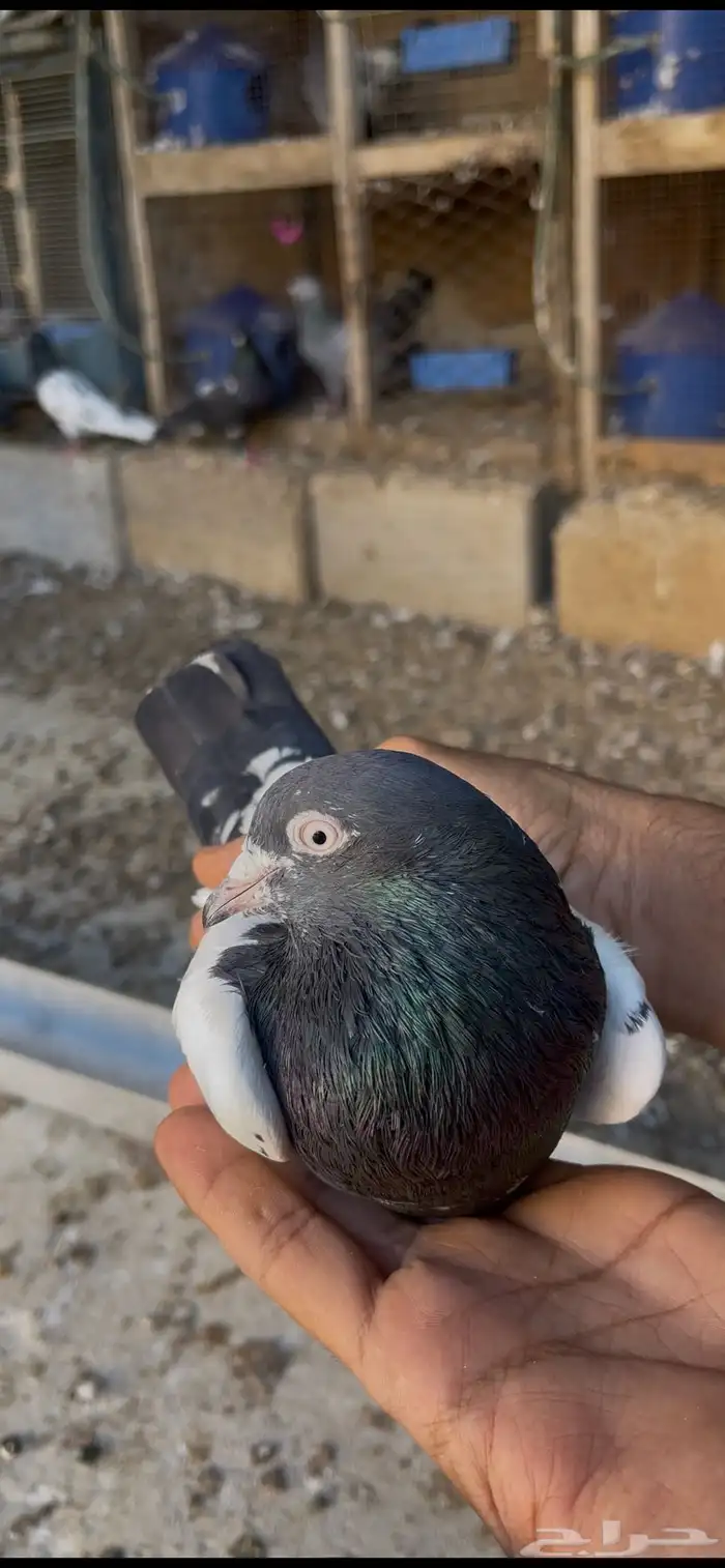 حمام بكستاني 20