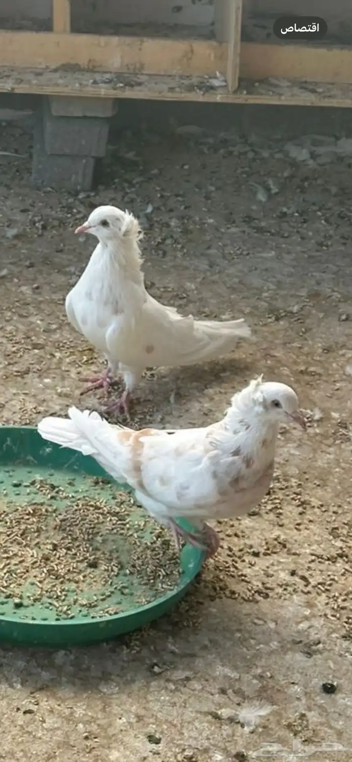 حمام مصري 2
