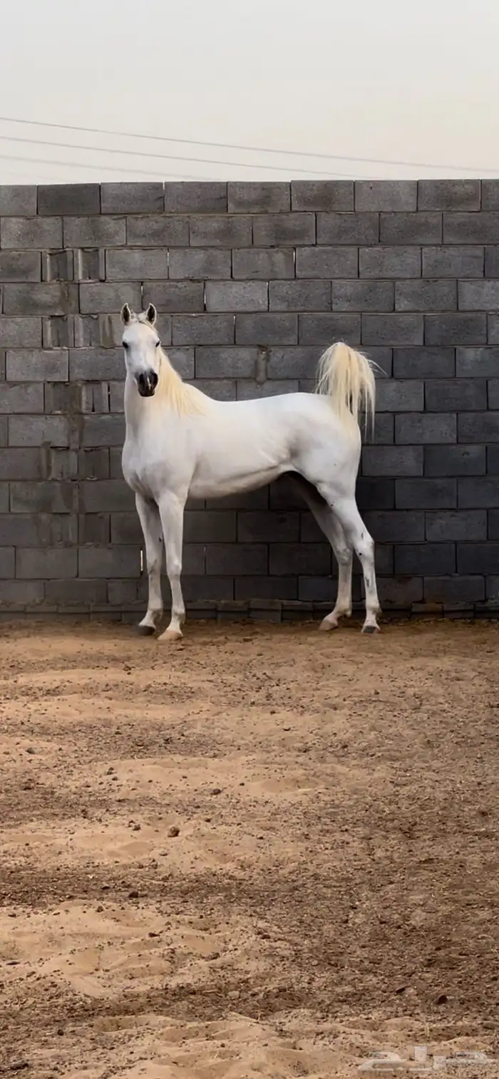 فرس واهو 3