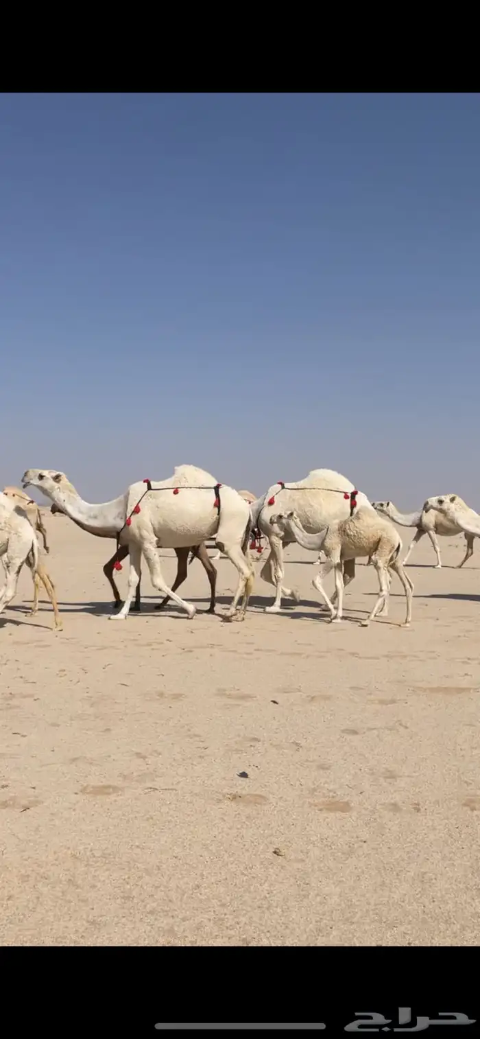ابل وضح بمعداتها ورحولها 6