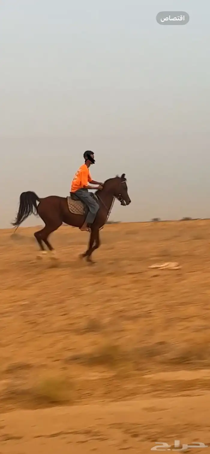خيل عربي اصيل 3
