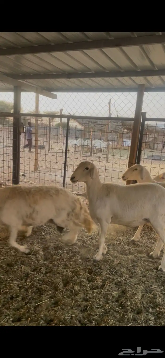 شياة حريات ثنوات وربع ووحده متبع 1