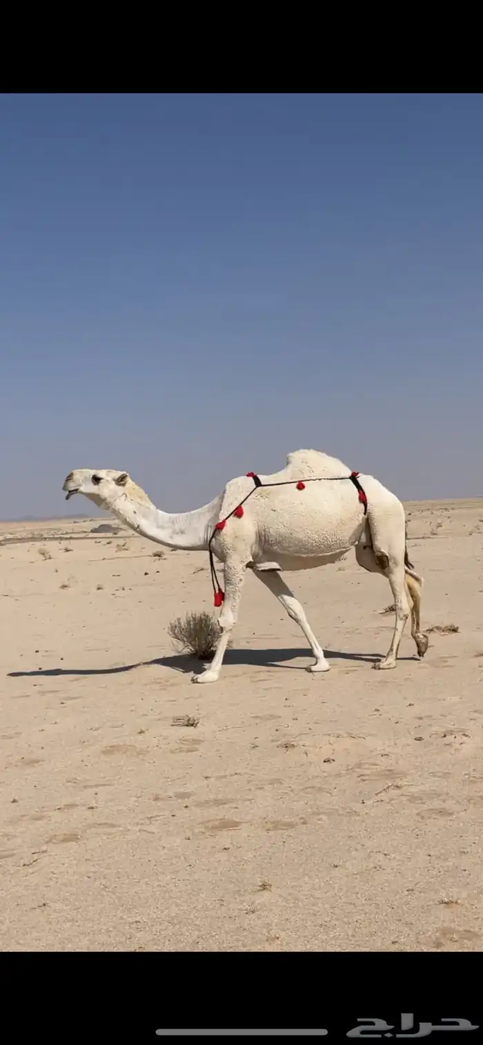 ابل وضح بمعداتها ورحولها 7