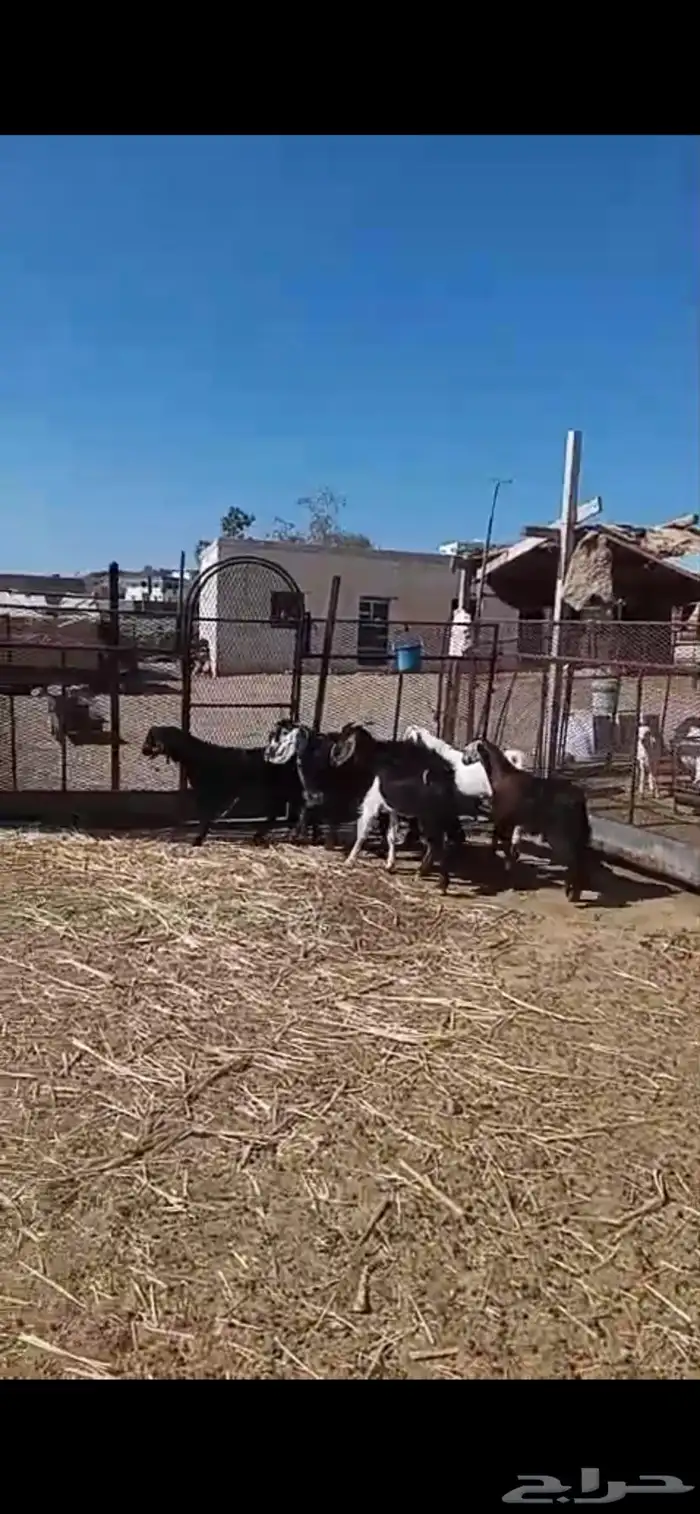 تيوس للبيع 2