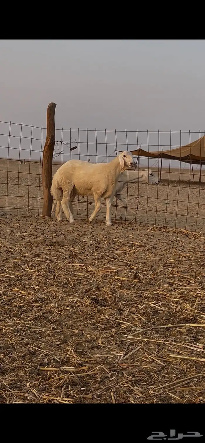 مشروع فحل صنف 1