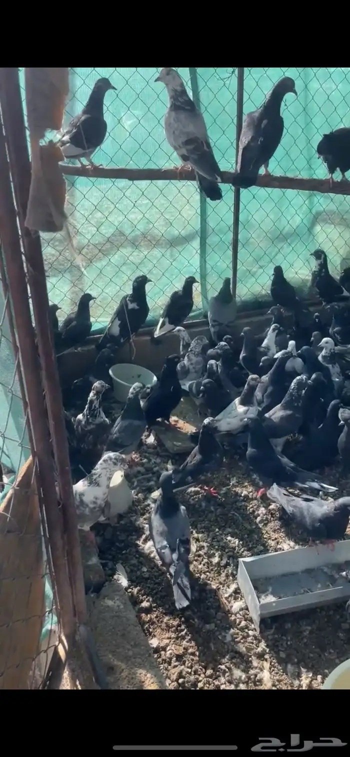 عشة حمام ودجاج بياض 0