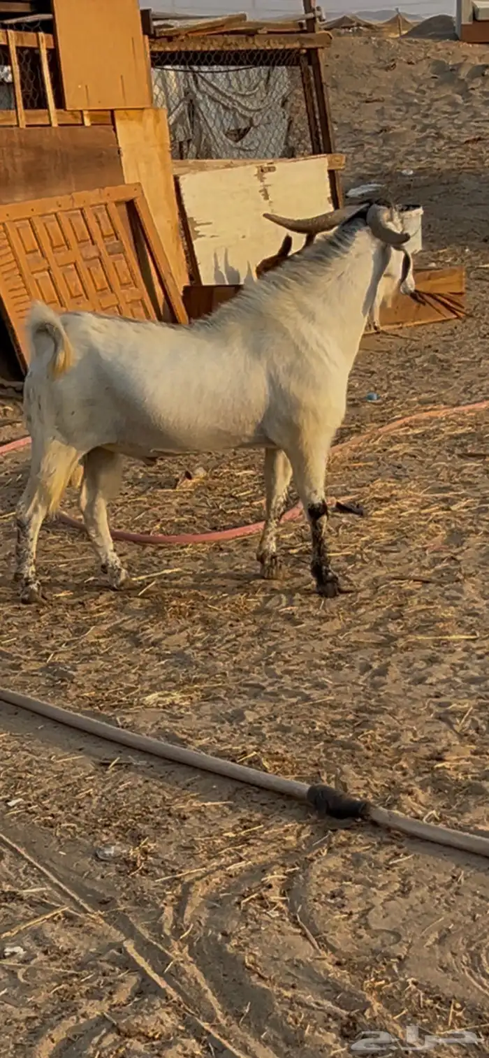 تيس بيشي فحل صنف 1