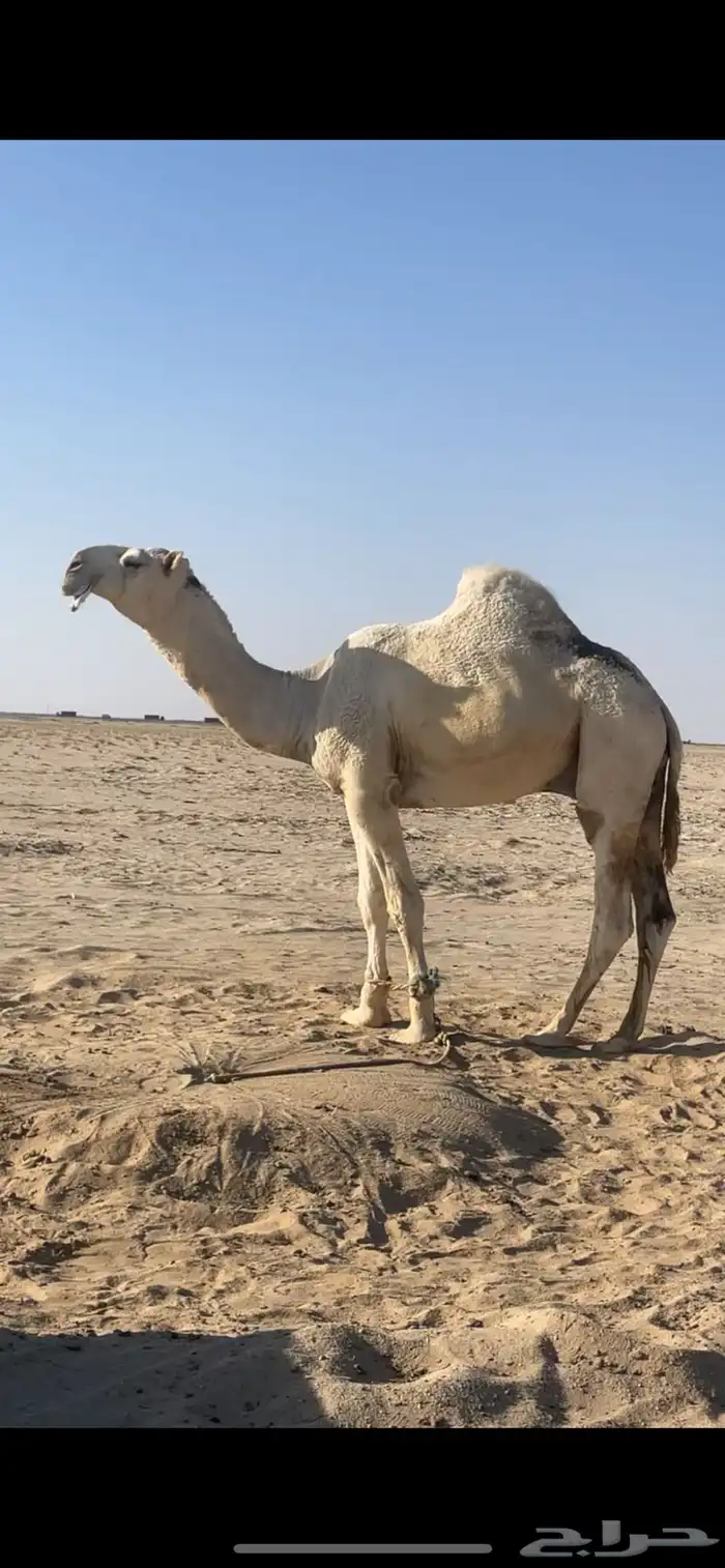 ابل وضح بمعداتها ورحولها 28