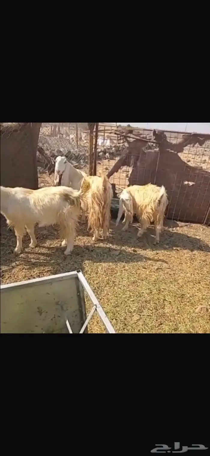 معزا 2