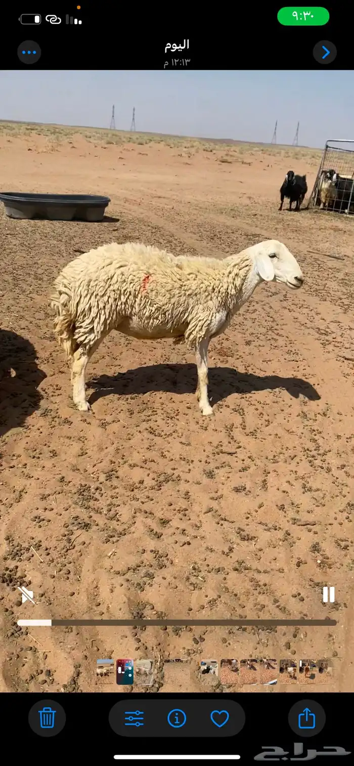 حريات مضاريع جذعات وثنوات 9