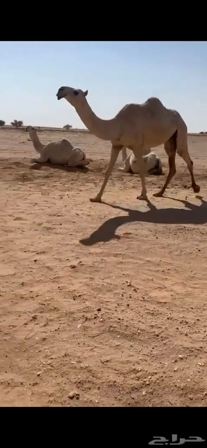 بكره شقحا جذعه ضريبه 0