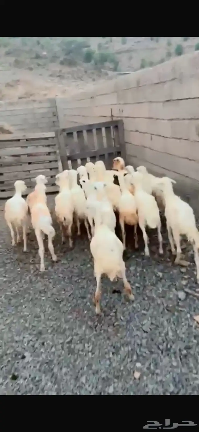 رخال رفيدية محايل عسير 2