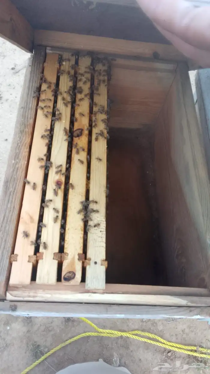 نحل بلدي عيدان فرنجي 3