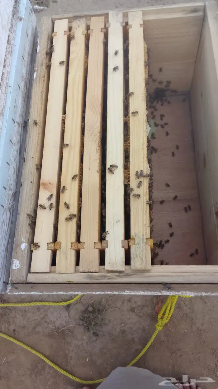 نحل بلدي عيدان فرنجي 4