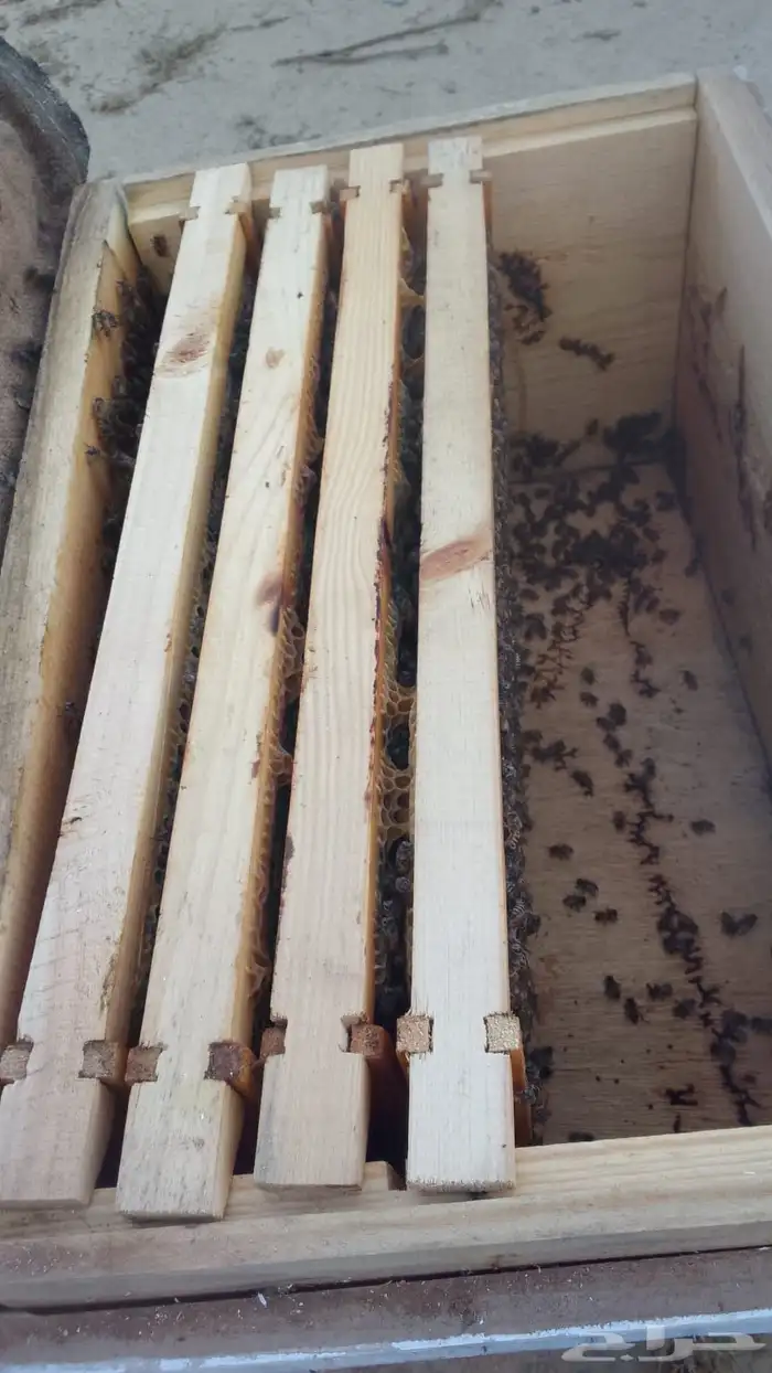 نحل بلدي عيدان فرنجي 1