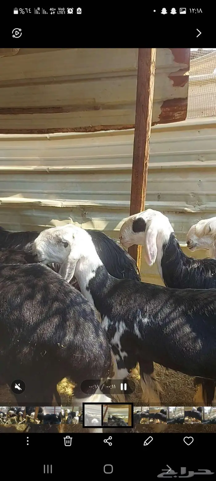 للبيع خمس شياة ورخل ومشروع فحل وطلي عالقضب 0