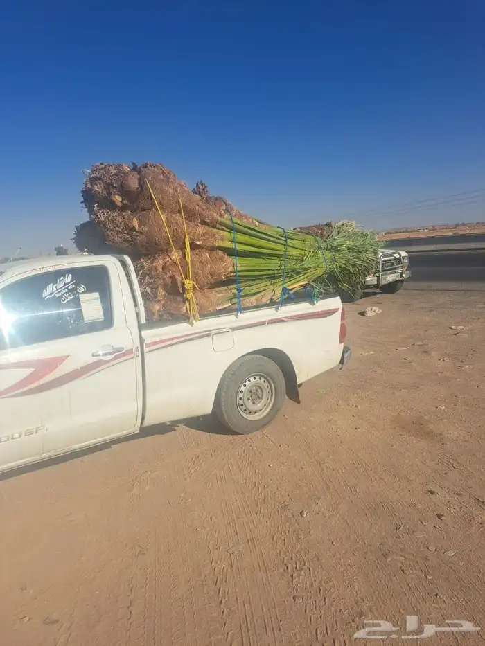 نخل للبيع وشنطني وعربي جده ومكه المكرمه وطايف 5