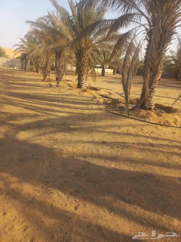 مزرعه واستراحة للبيع 2