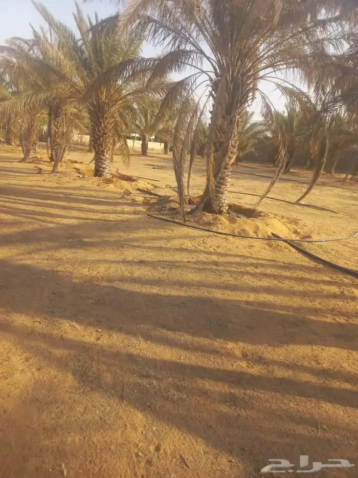 مزرعه واستراحة للبيع 0