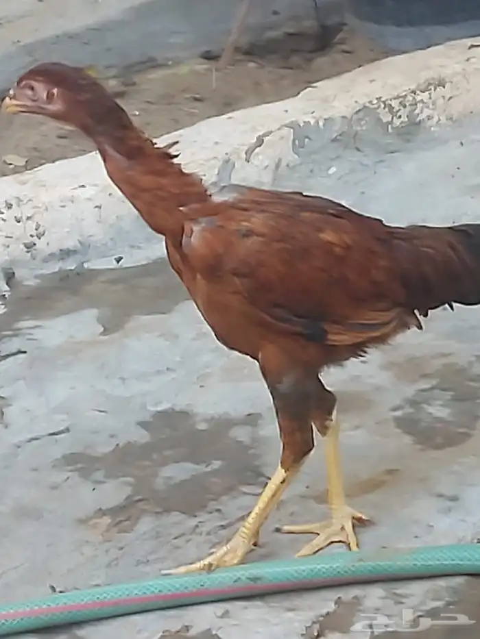 دجاج هنديه 0