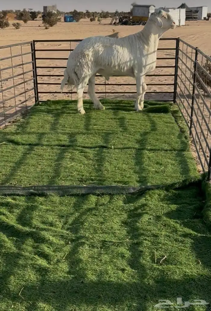 طلي حري فاخر ابرص صنف الصنف لأهل النوادر 2