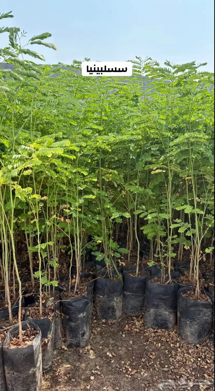 شتلات زراعية البيع جملة فقط 3