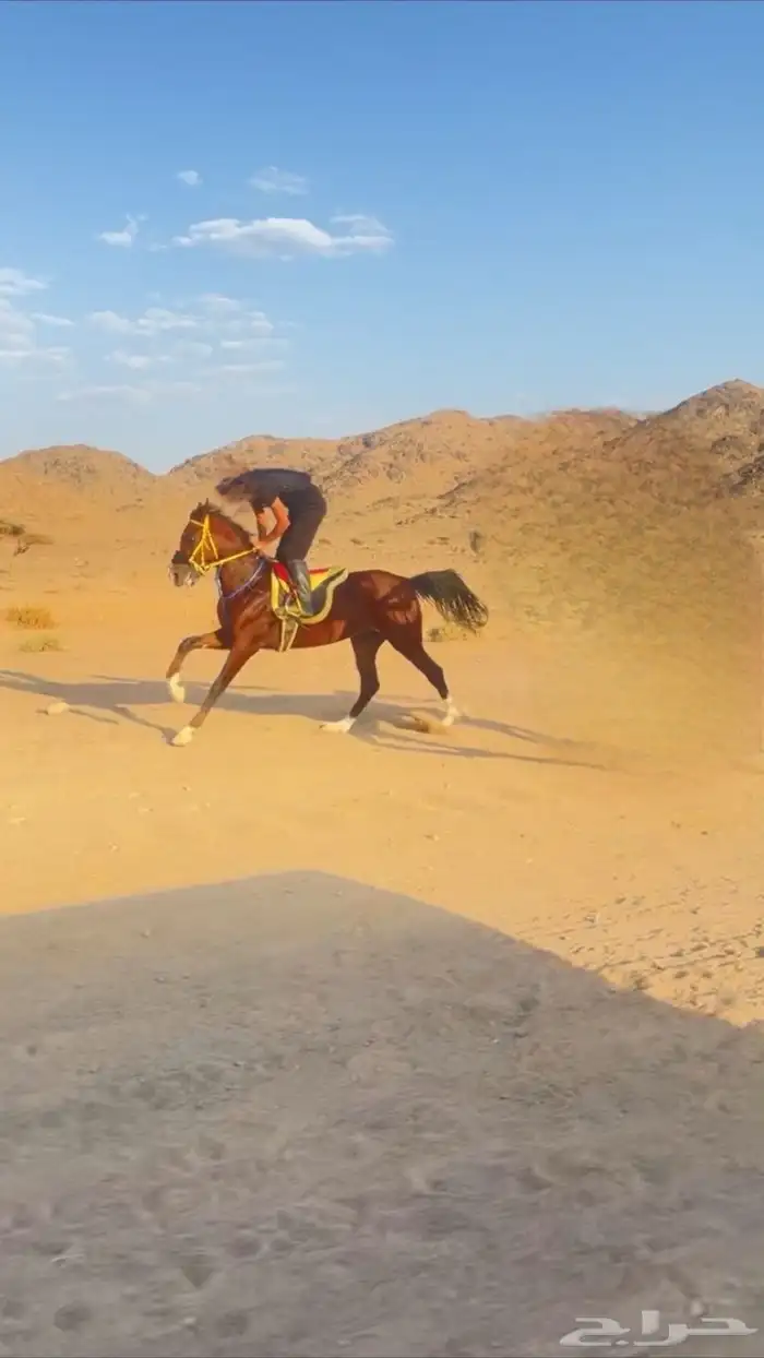 مهر شعبي للبيع 0