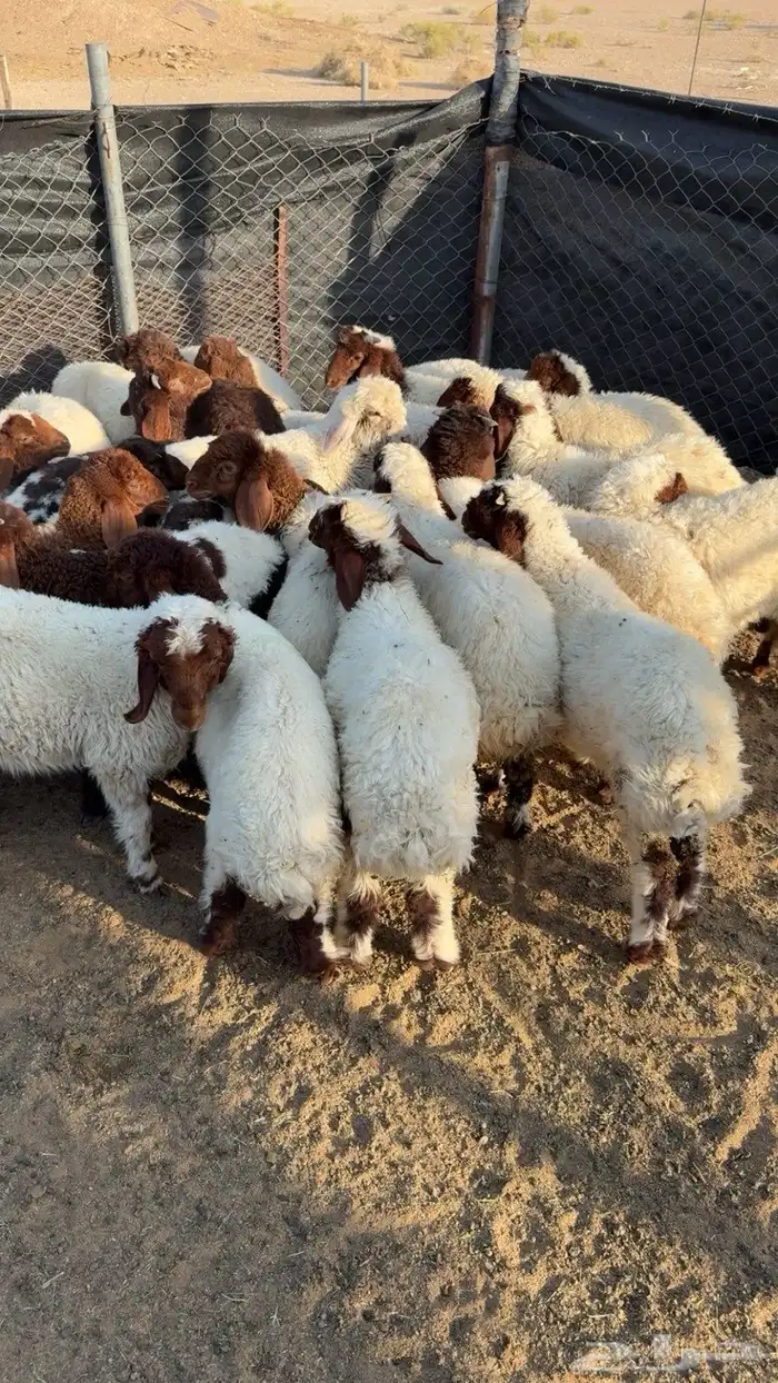 بهم نعيم ربط مراح واحد 1