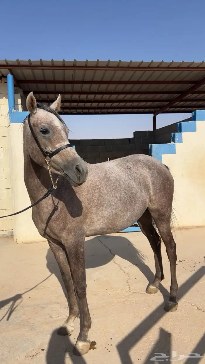 فرس شعبيه طيبه 1
