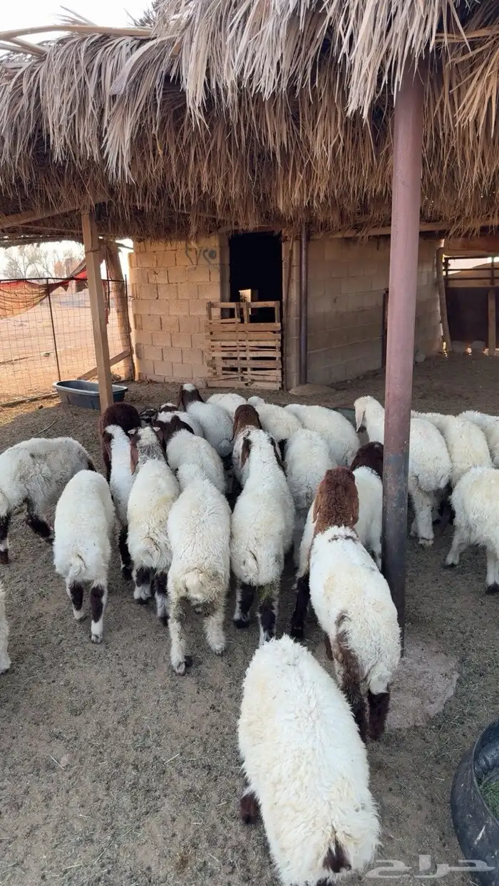 بهم نعيم ربط مراح واحد 3