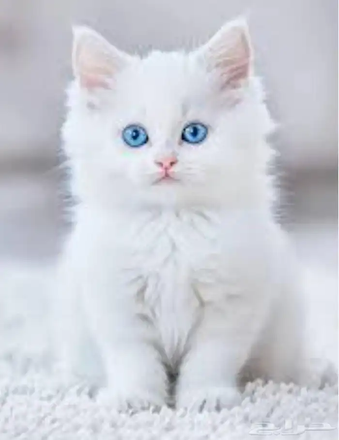 تفصيل بيوت القطط 0