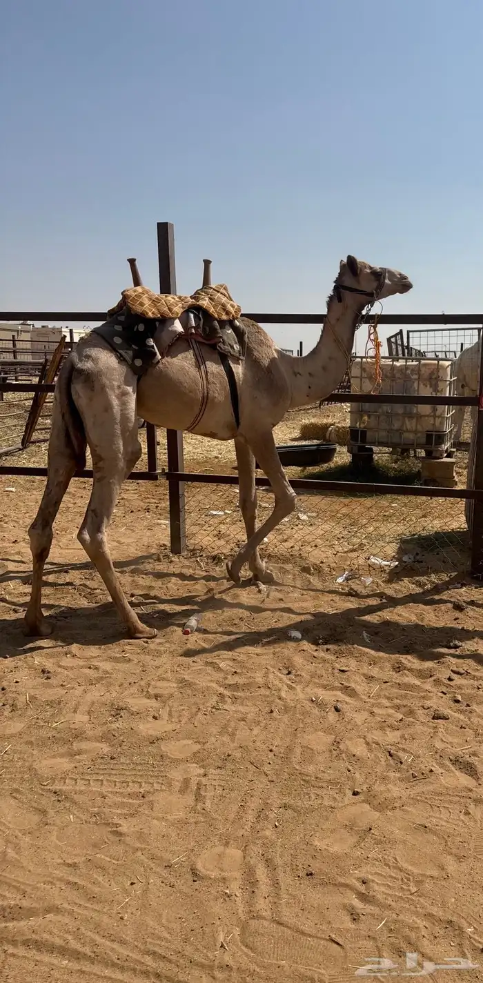 قعود طابع للبيع 0