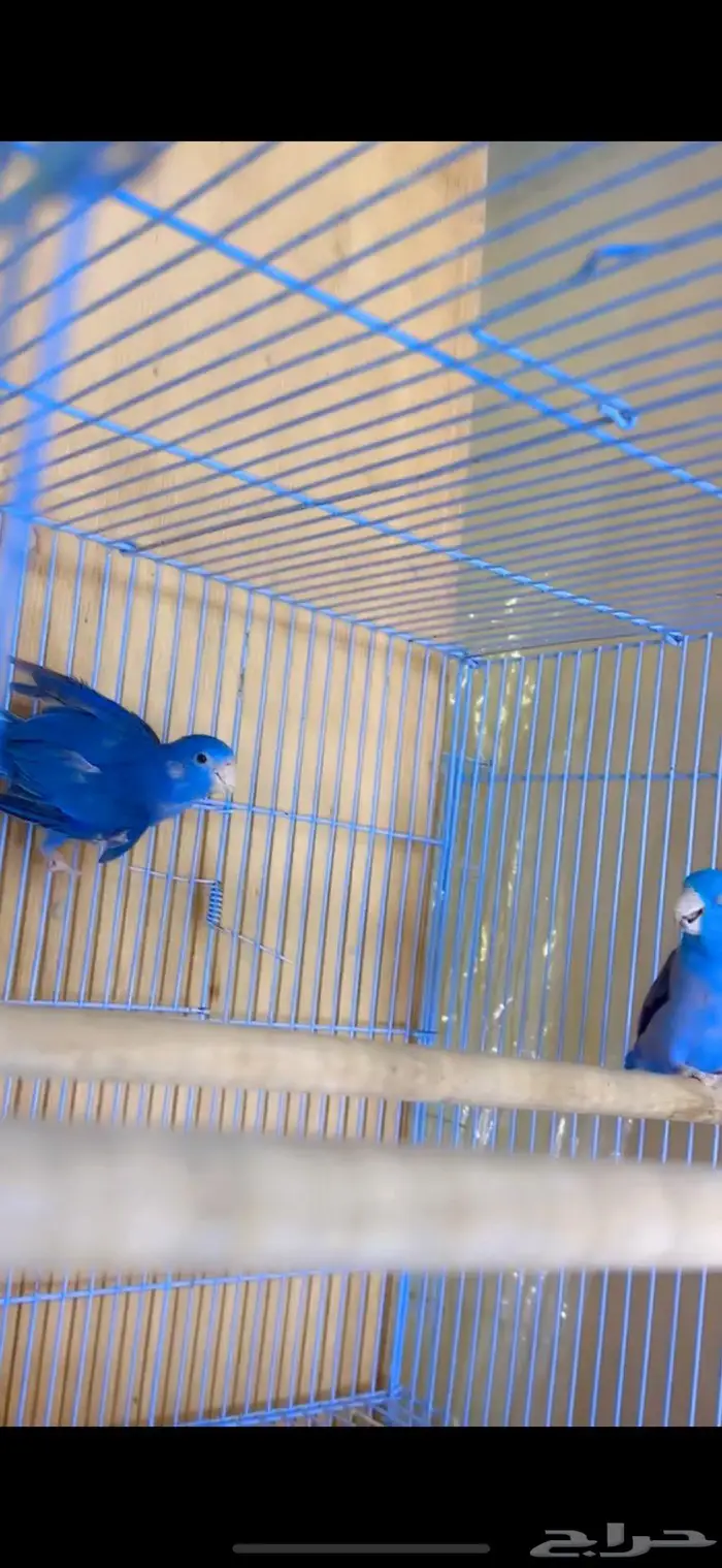 جوز باروليت اصغر بغبغاء في العالم منتج 1