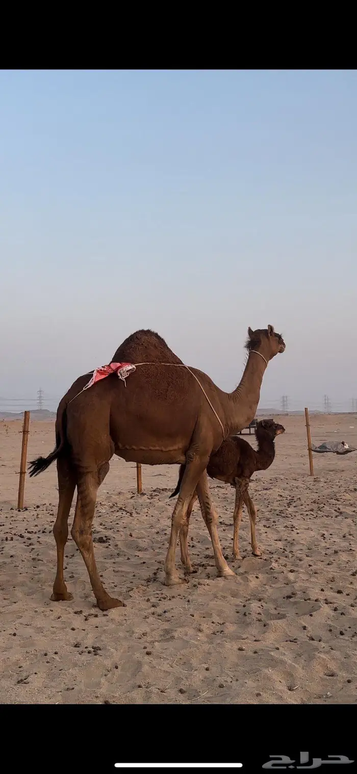خلفه حمراء دم منحيه صغيرت سن 3