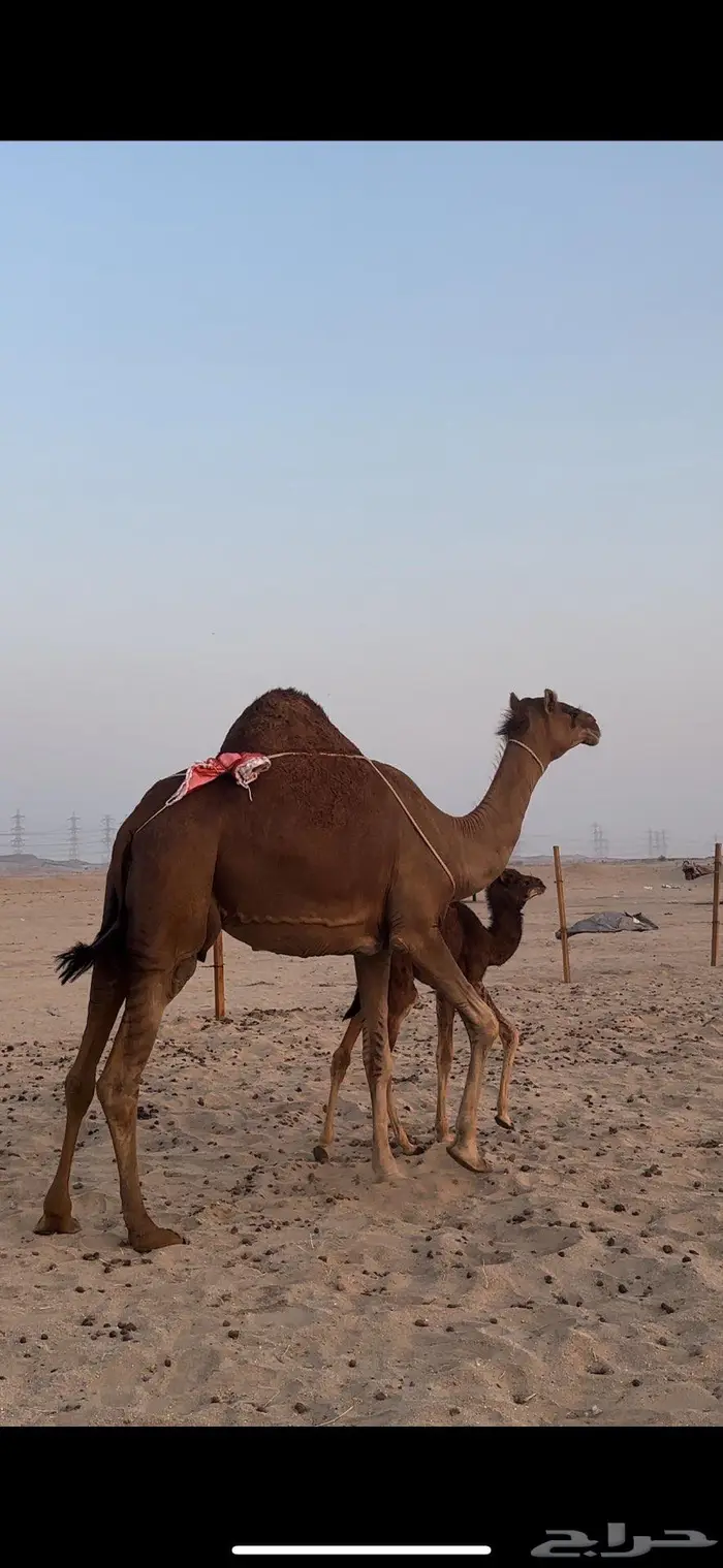 خلفه حمراء دم منحيه صغيرت سن 2