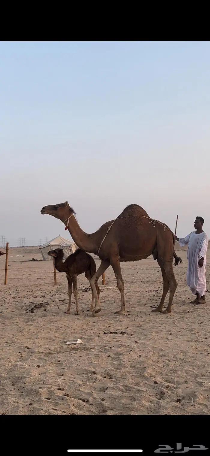 خلفه حمراء دم منحيه صغيرت سن 0