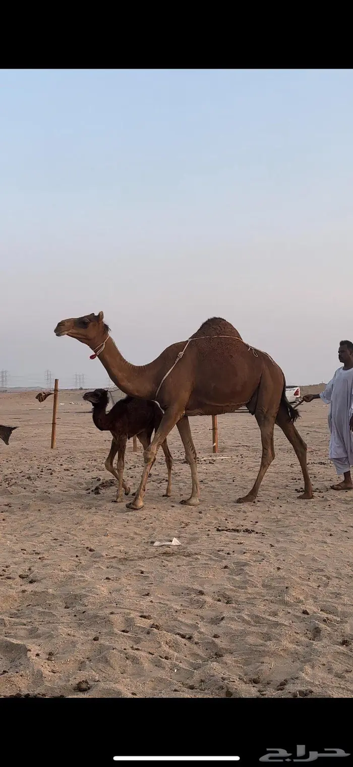 خلفه حمراء دم منحيه صغيرت سن 4