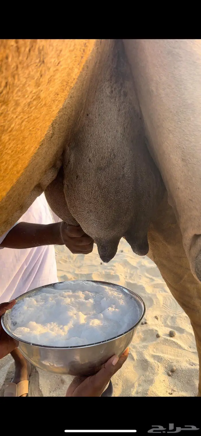 خلفه حمراء دم منحيه صغيرت سن 5