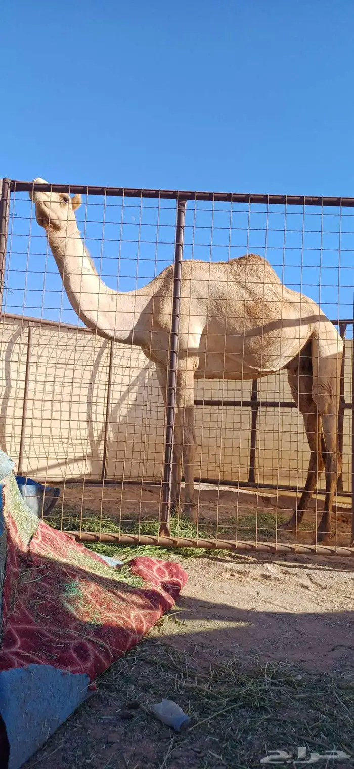 ناقه ذلول جاهزه للمناخ 0