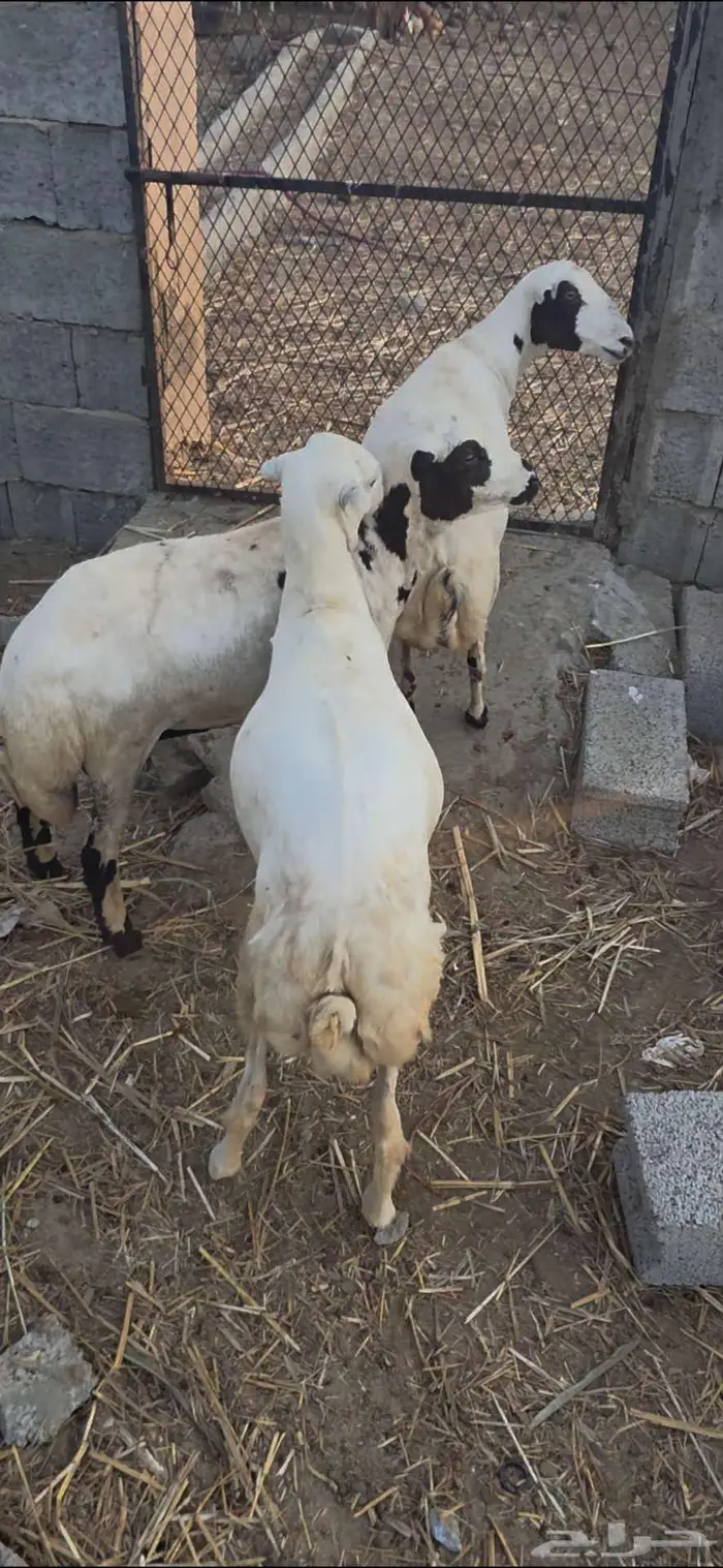 3 نعاج فواخر 1