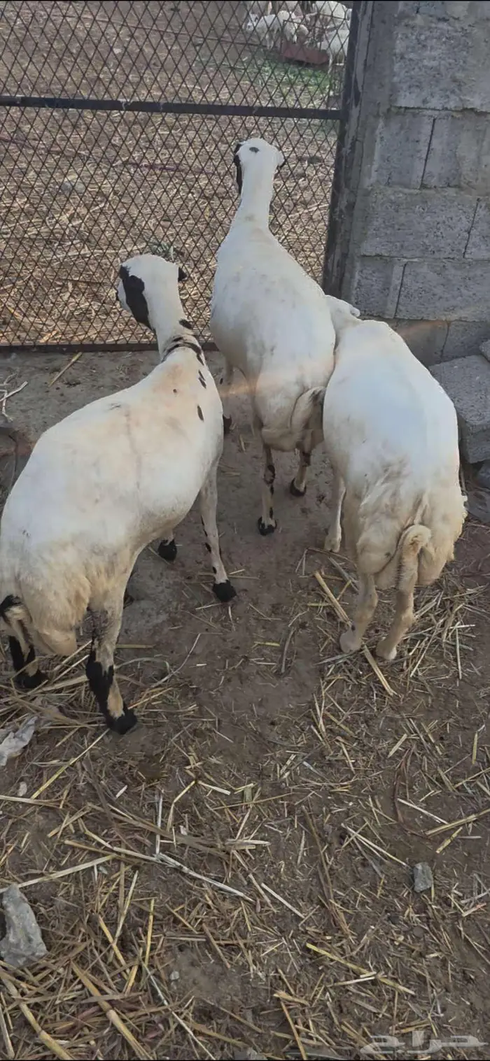 3 نعاج فواخر 0