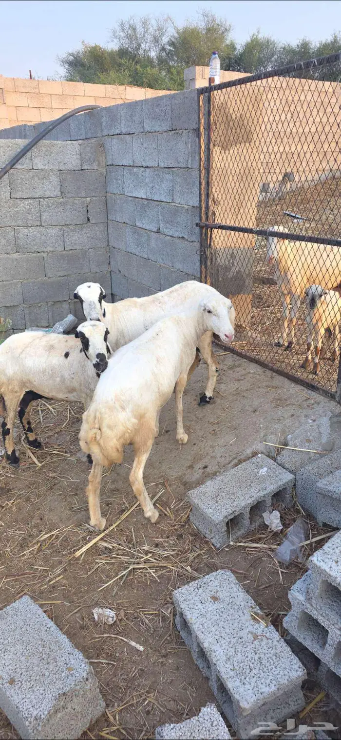 3 نعاج فواخر 2