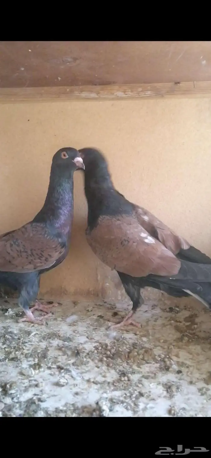 للبيع جوز قرنفلي 2